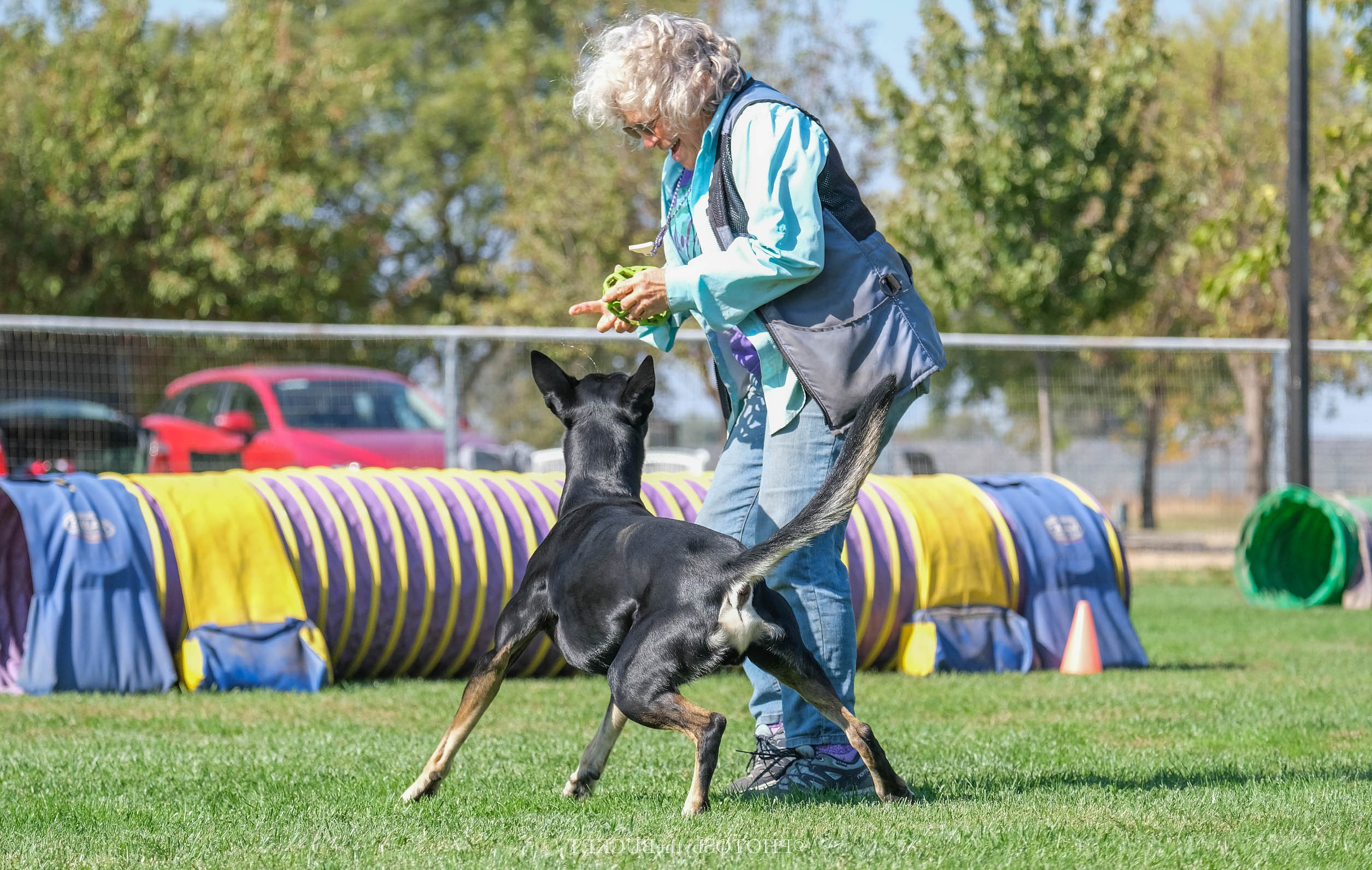 dog and human doing agility