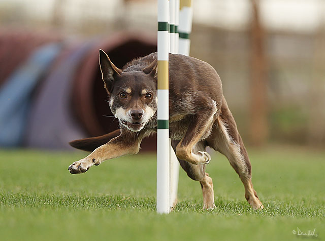 agility dog