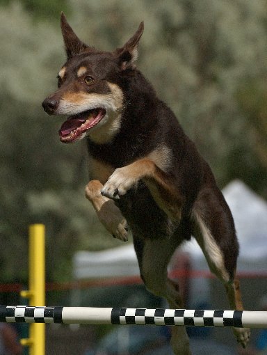 Dog flying over agility jump