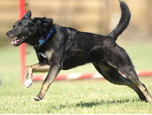 Agility dog running the course