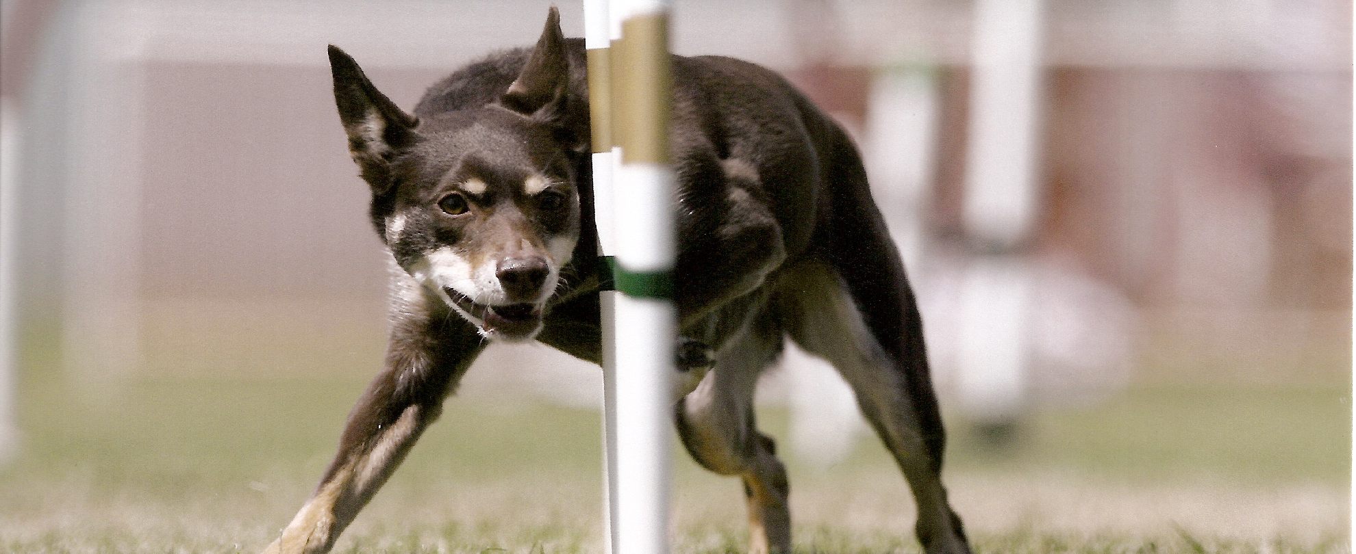 Kelpie flying through weave poles